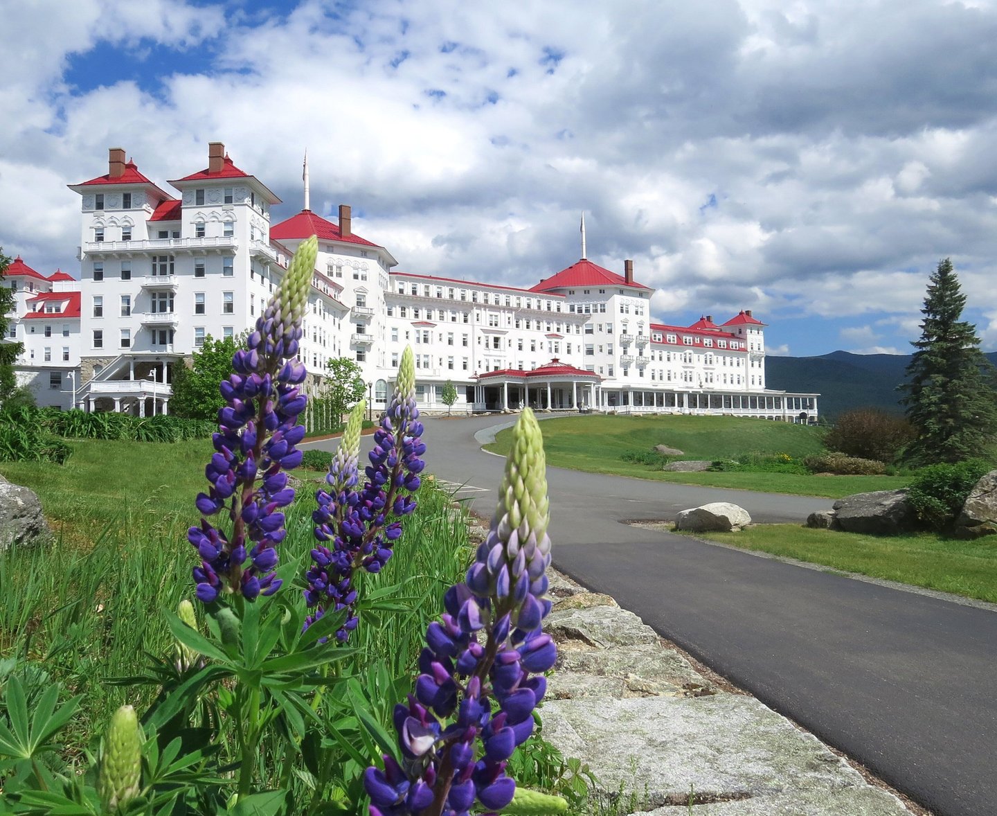 Purple lupine flowers blooming in front of the historic Mount Washington Hotel in New Hampshire.