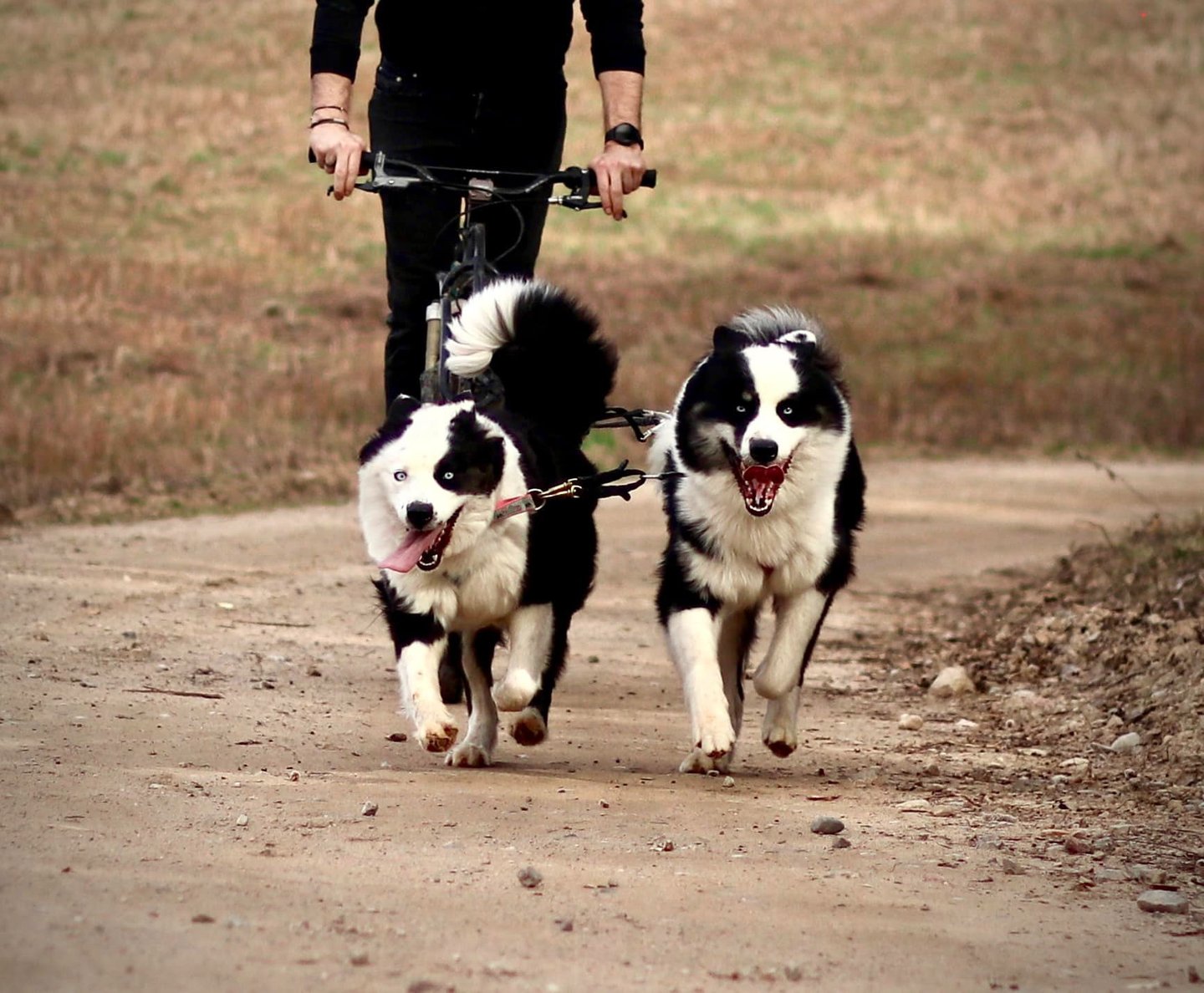 Yakutian laika breeders