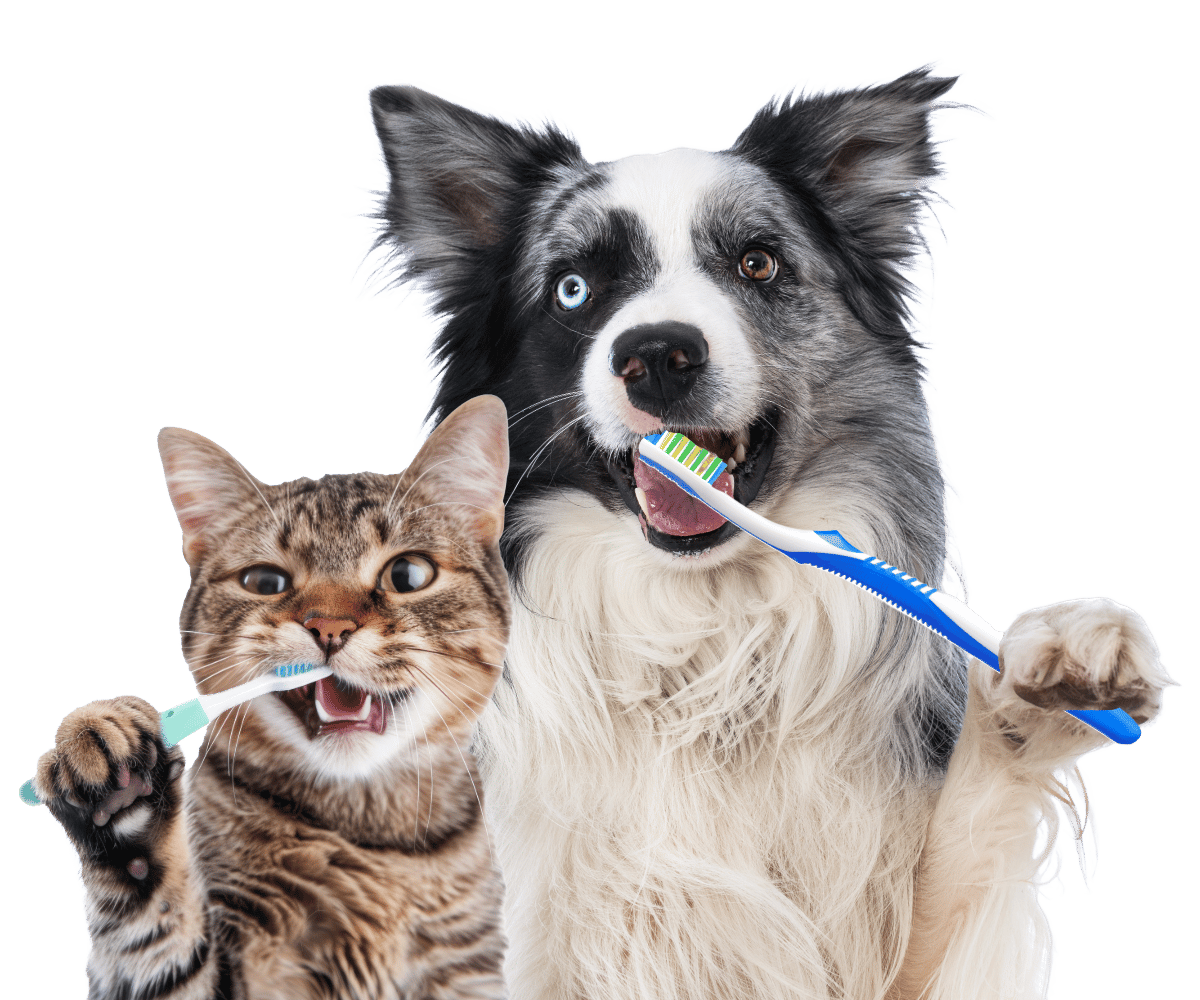 Pet dental teeth cleaning oral health