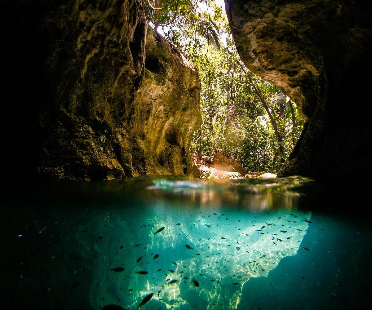 A split underwater shot of a tropical cenote cave with a school of fish and a lush jungle opening.