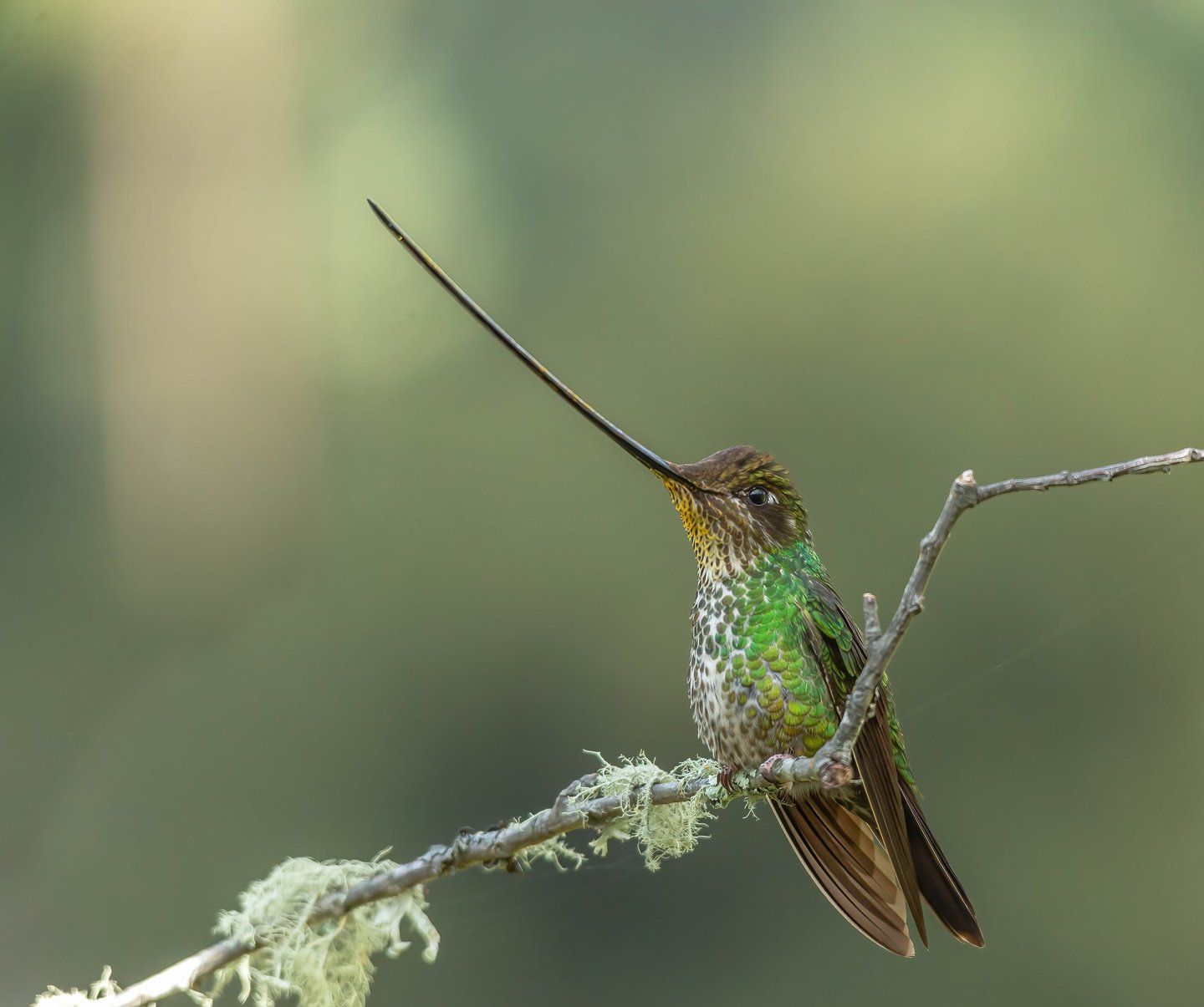 Colombia Andes Bird Photography Tour