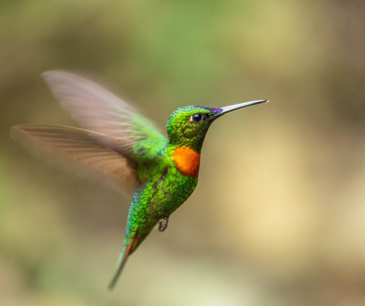 Manu National Park Photography Tour 6 D / 5 N 