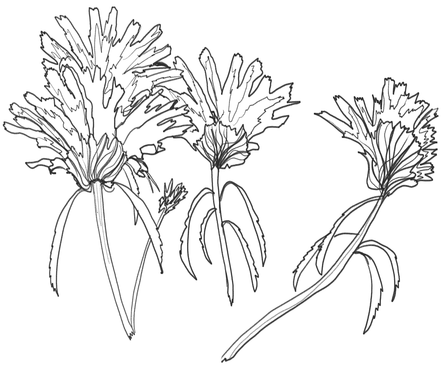 illustracion botánica de planta y flores