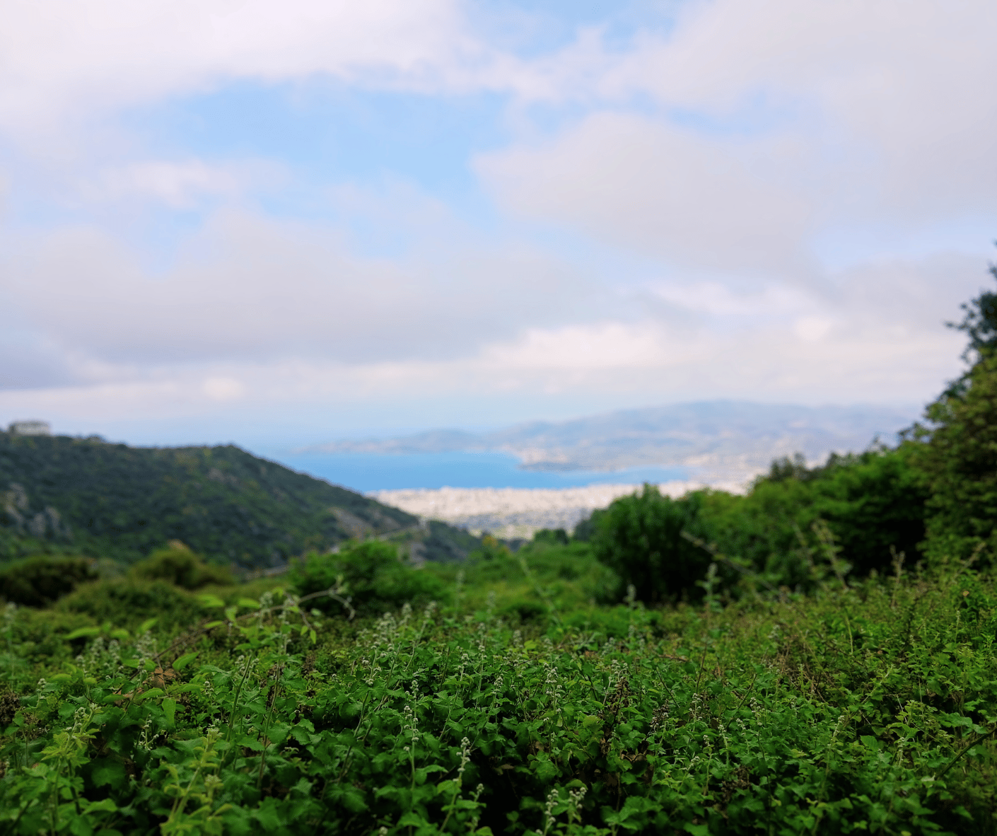 Pelion herbal journey with medical herbalist Emmanouil Manos at guided herbal walk with Volos at the