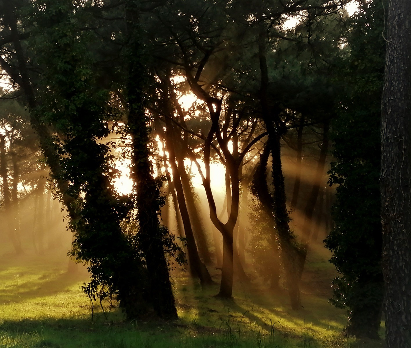 a horse is standing in the grass near a tree