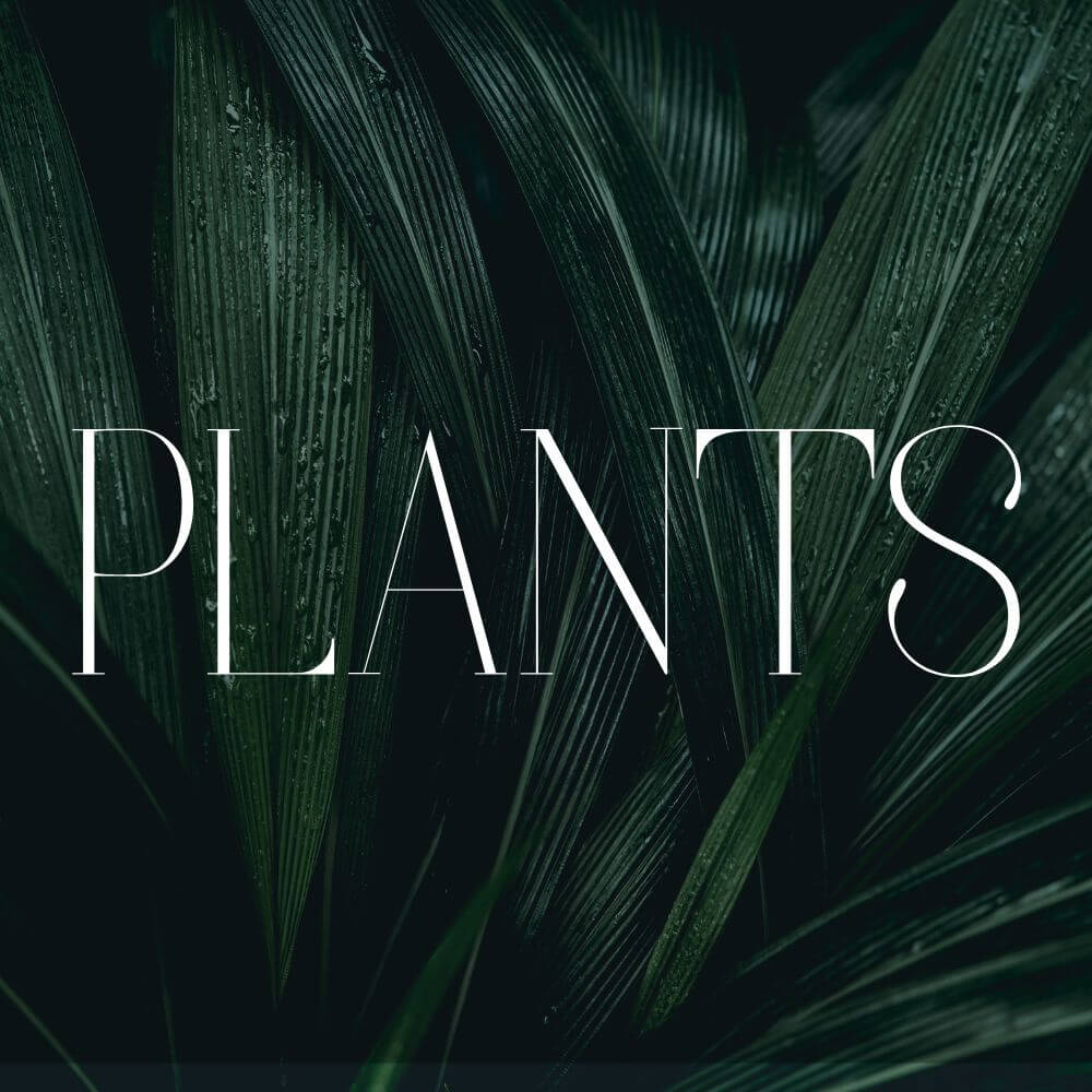Indoor plant care hub with soil setup fertilizer and plant guides