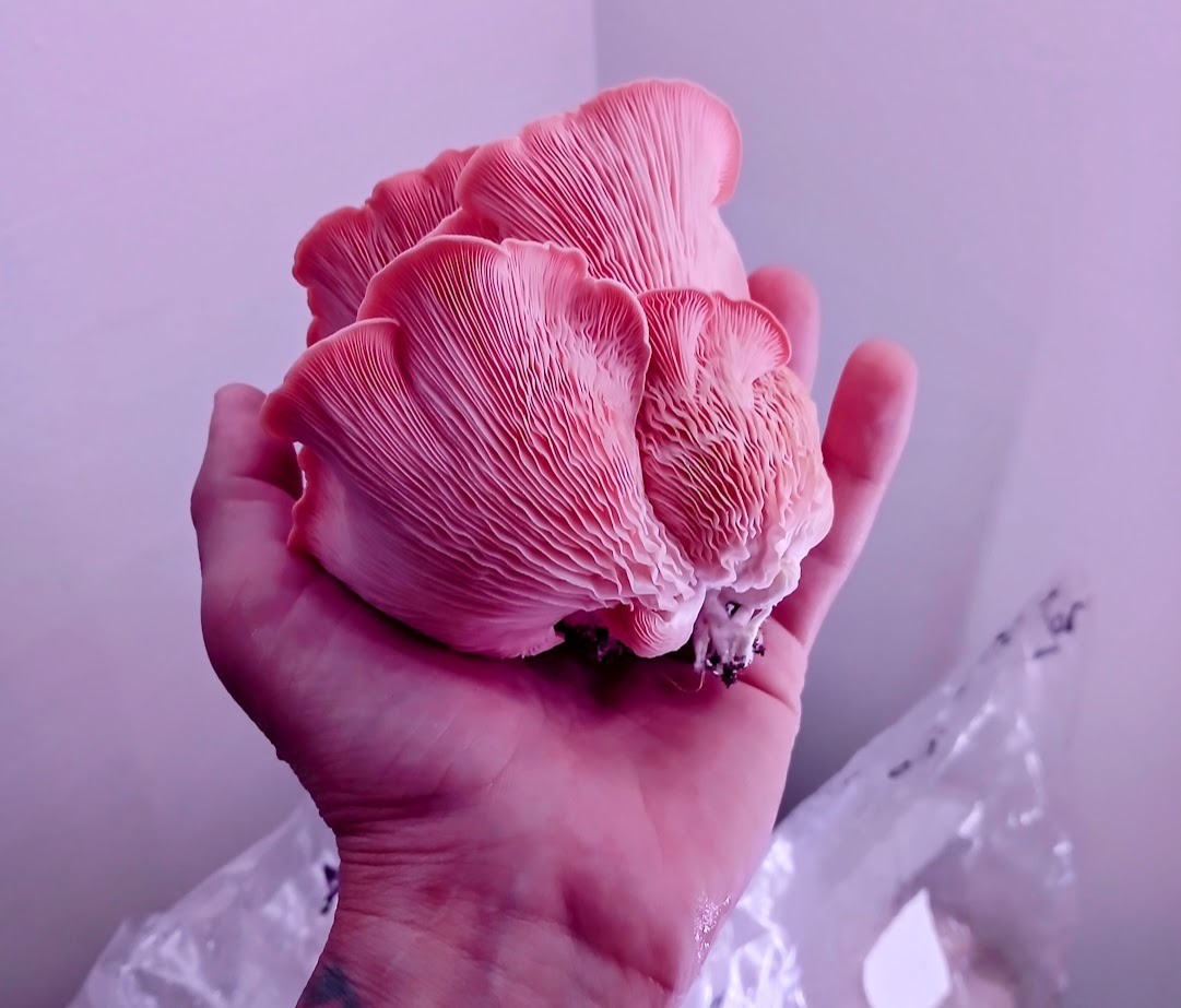 pink oyster mushroom grown in warm wheather