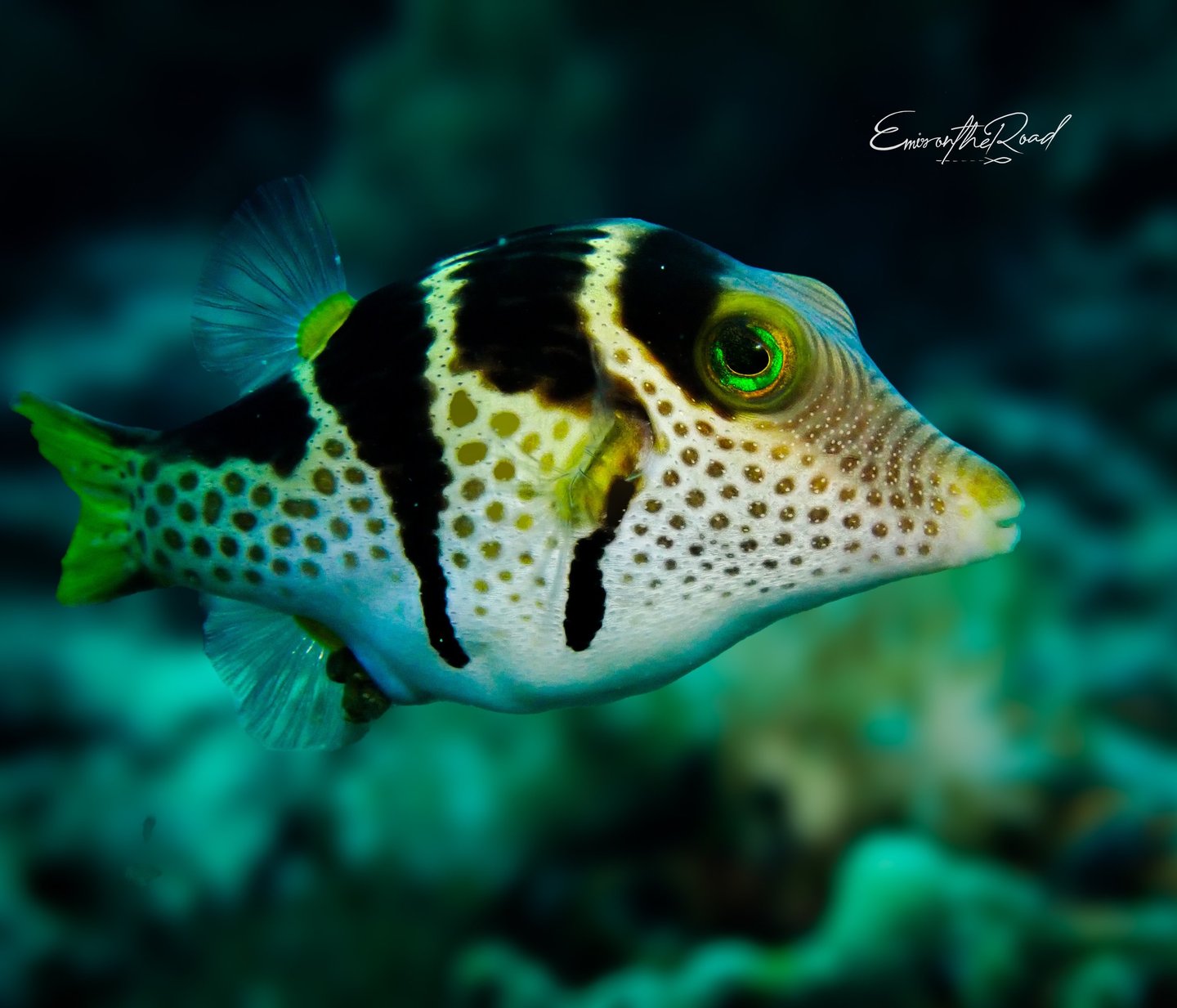 Valentin's-Sharpnose-Pufferfish-Gili-Scuba-Diving