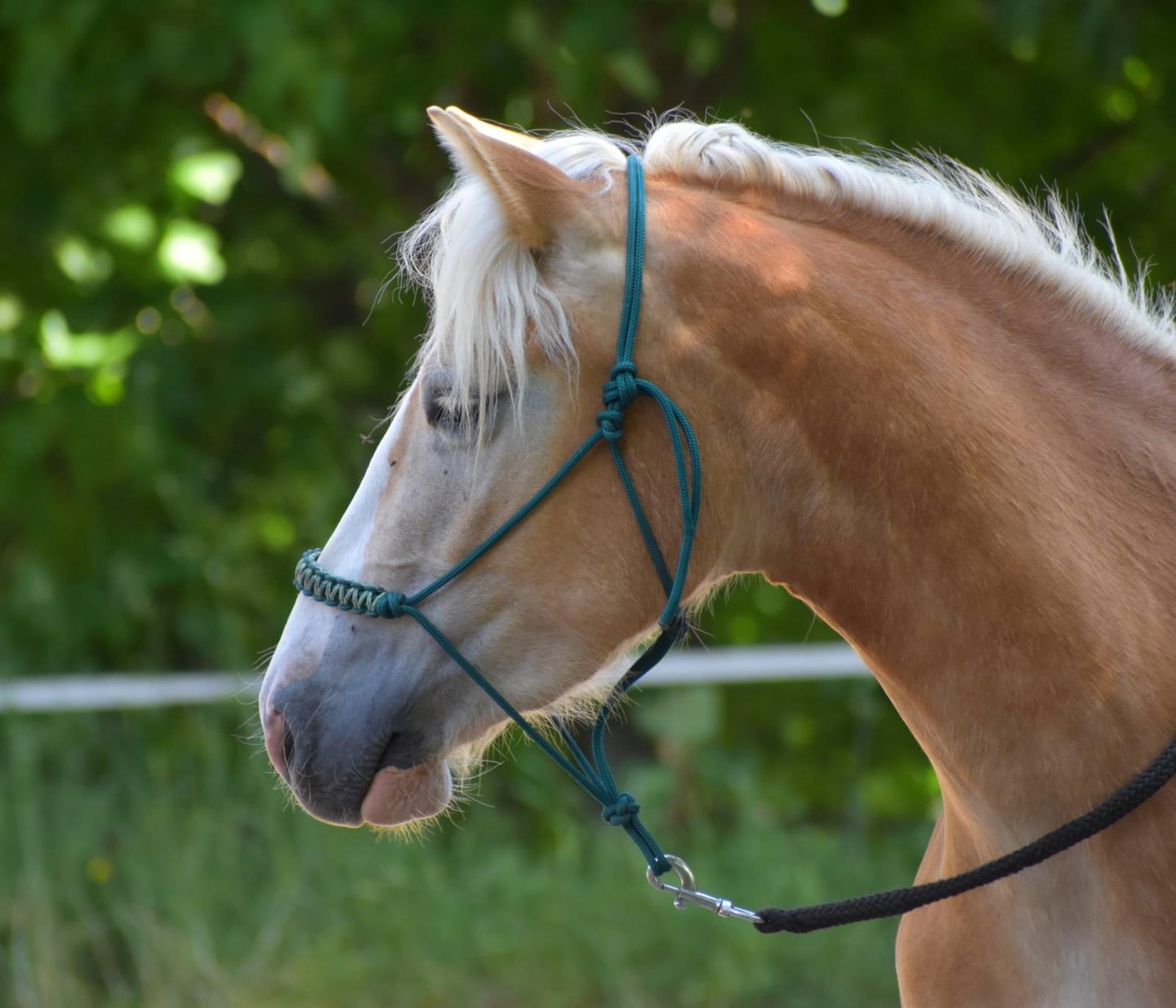 Cheval roux à crinière blanche