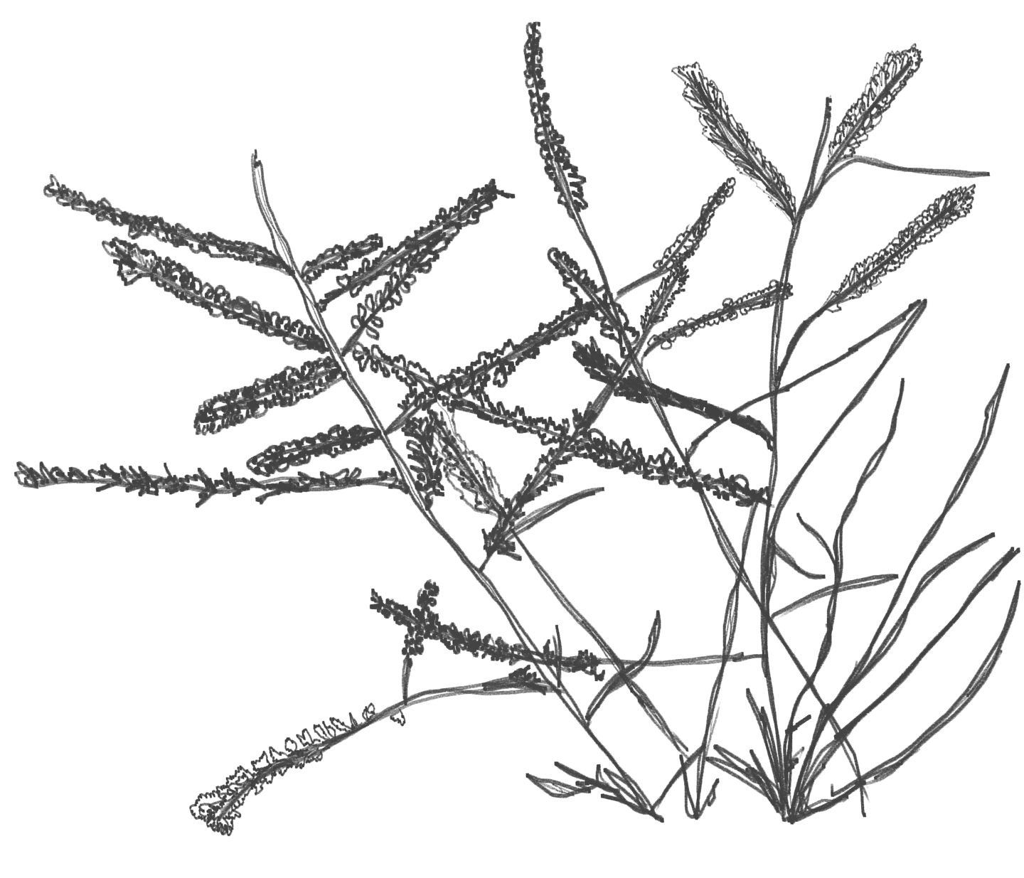 illustracion botánica de planta