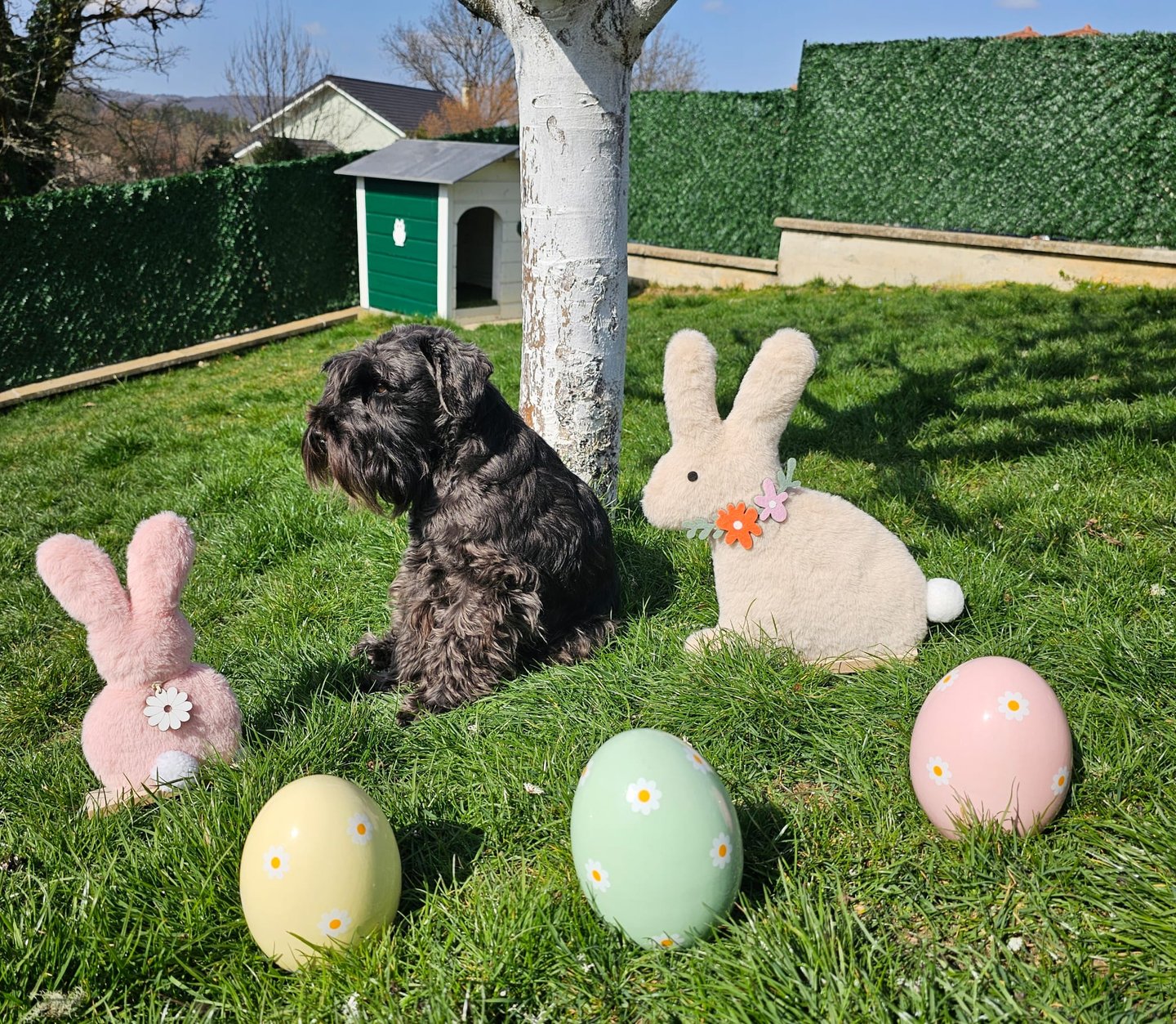 Schnauzer miniature à Pâques