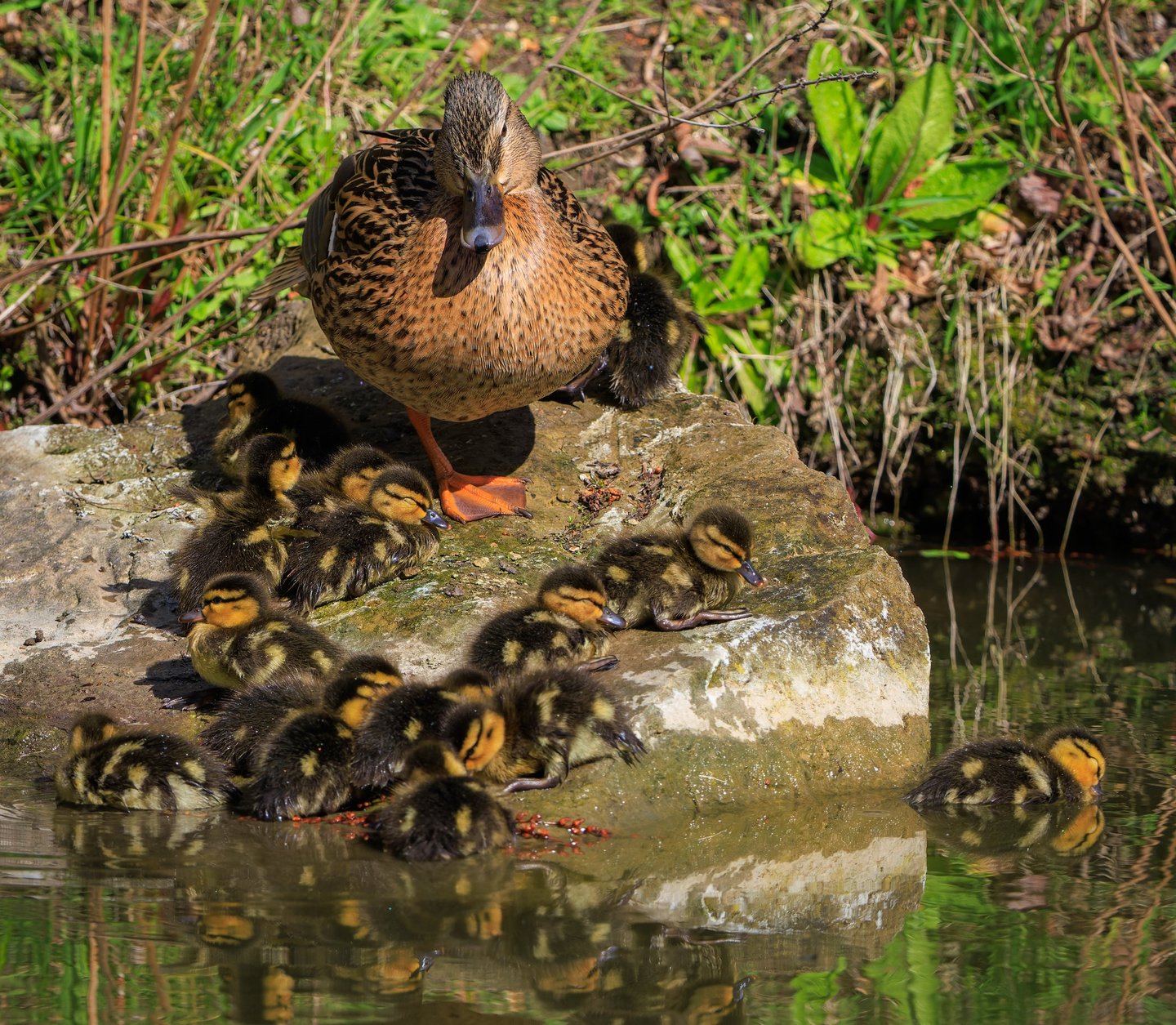A female Mallard with a brood of ducklings