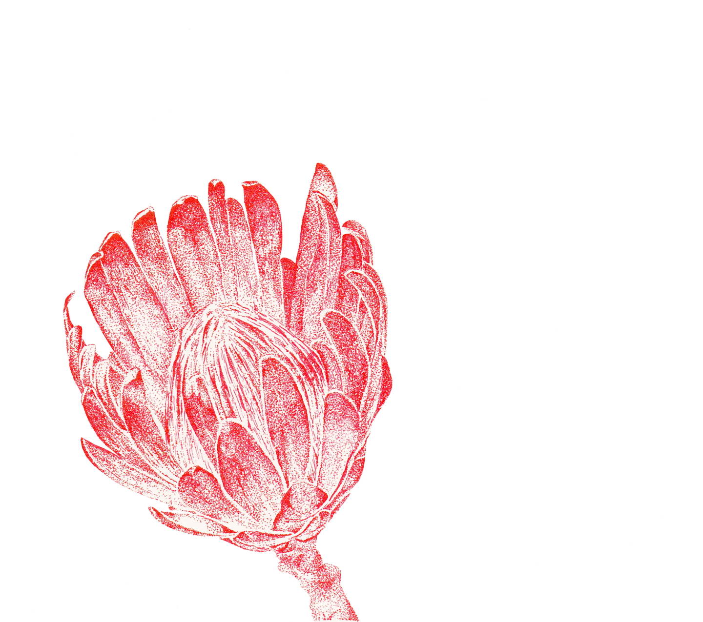 Fleur de couleur rouge dessinée en "DOT"