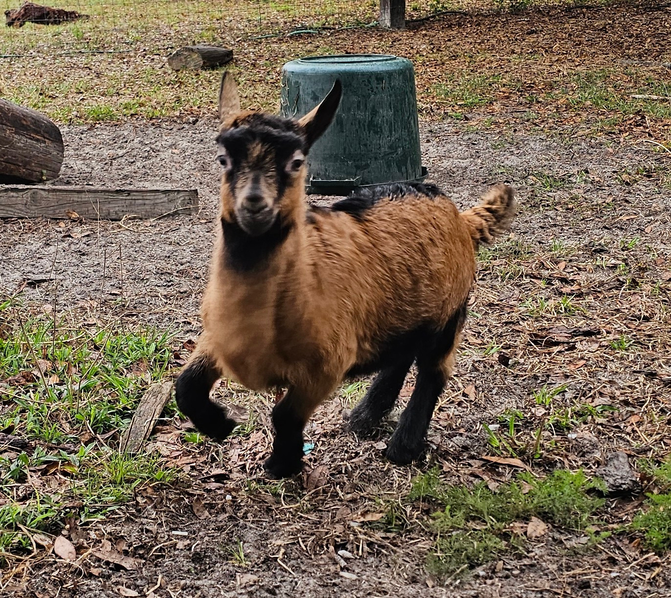Oberhasli goat kid running fast