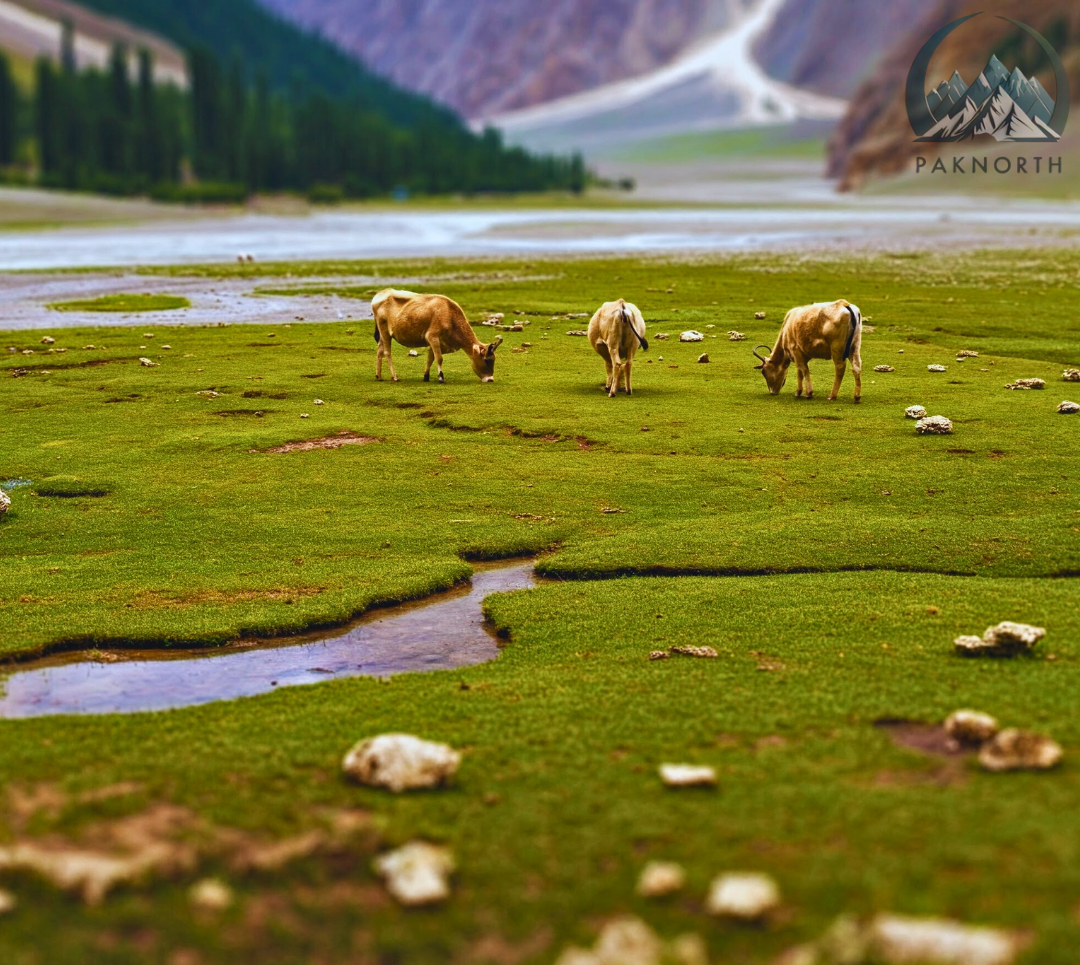 Animals grazing at deosai Pakistan 