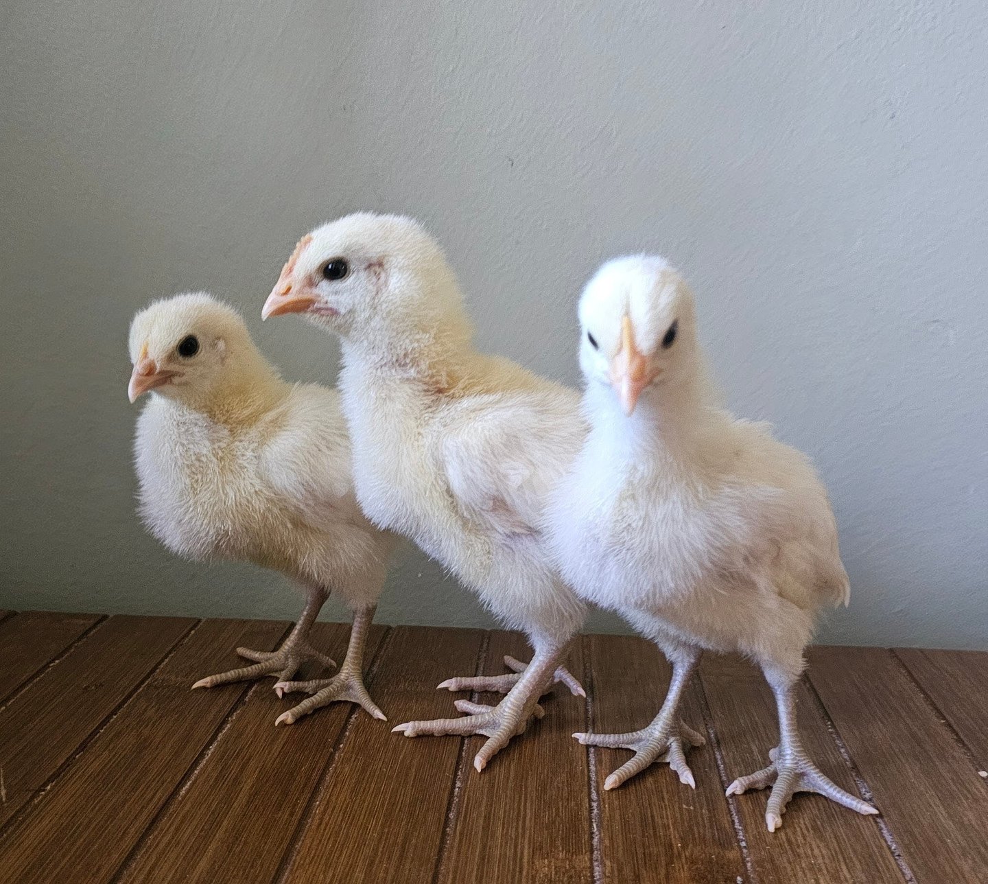 3 bresse chicks with blue legs one chick looking at the camera