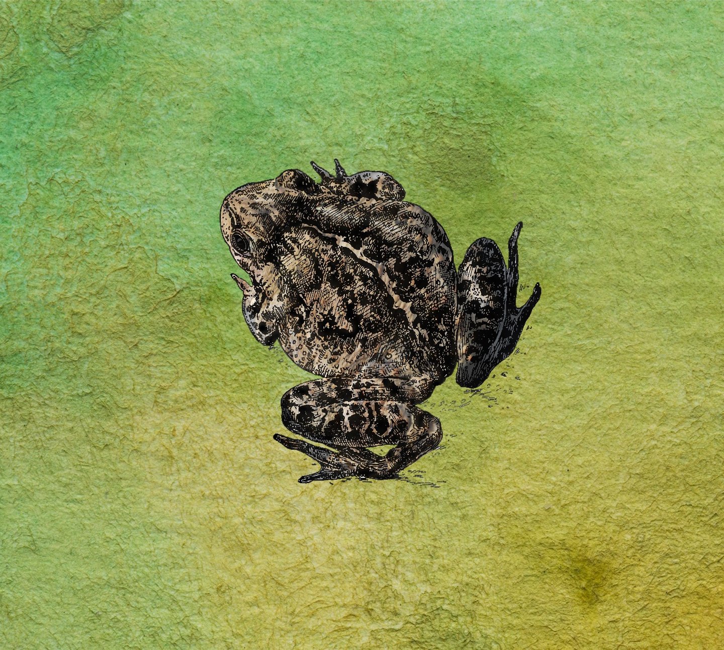 illustration of American toad