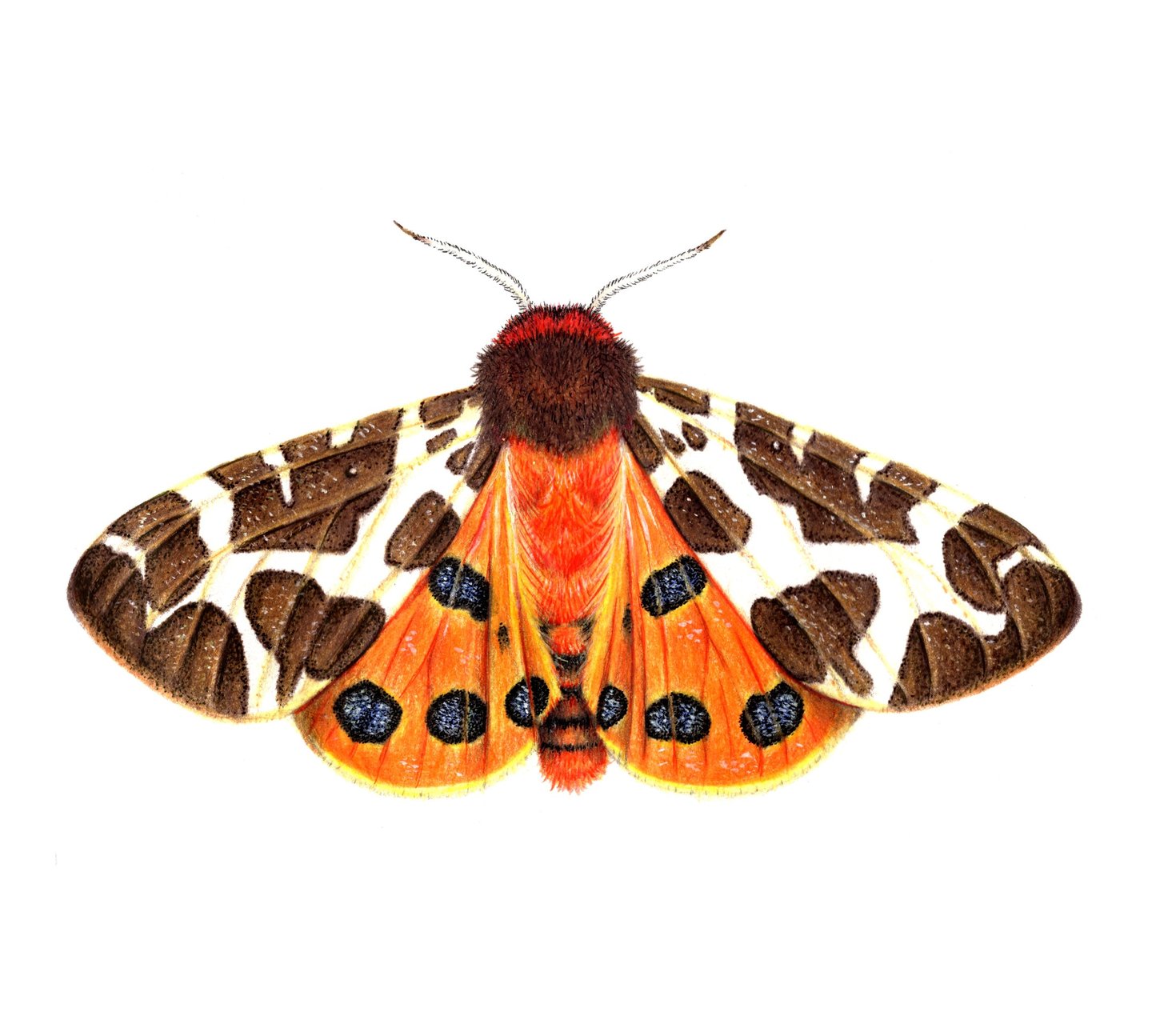 Tiger moth illustration