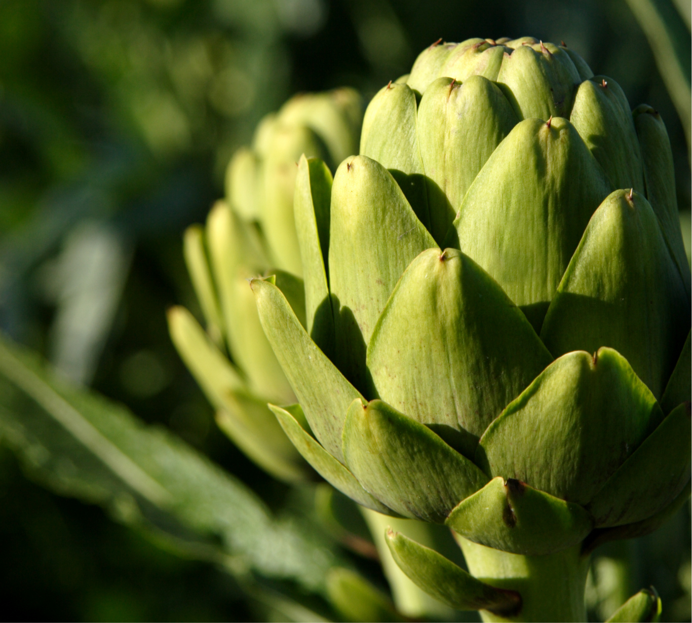 Artichoke 'Italian Green Globe' Perennial