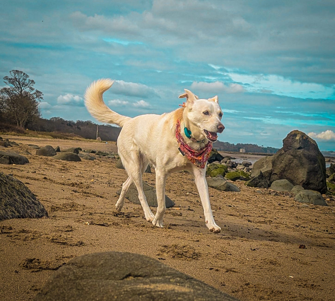 My dog, Skye, enjoying a beach walk in Edinburgh