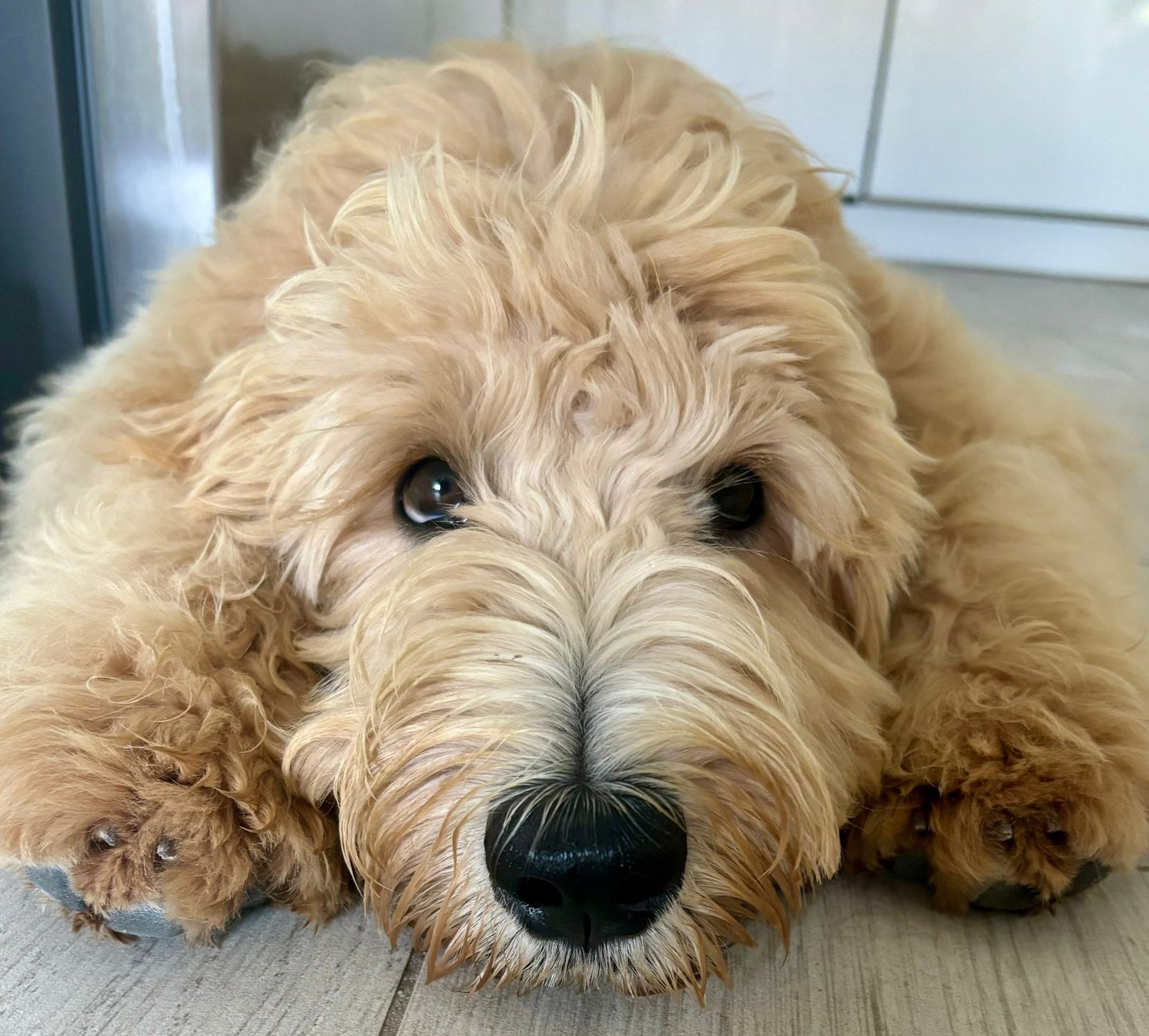 un golden doodle in Italia color crema