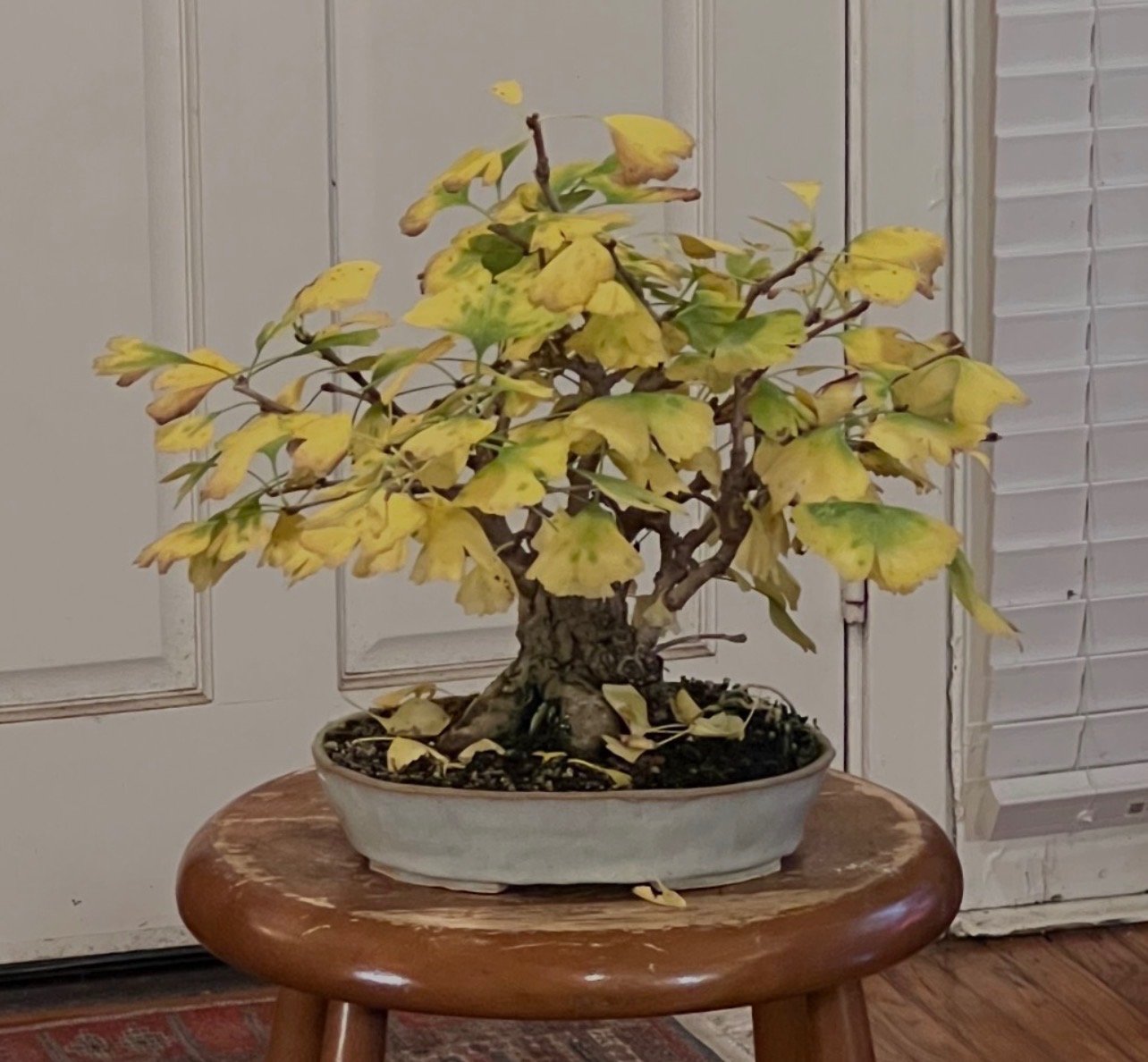 Ginkgo biloba bonsai tree with yellow fall colored leaves