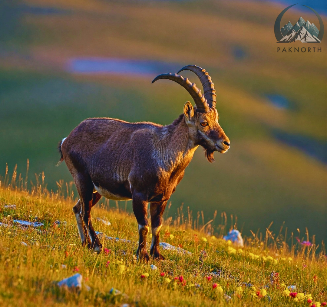 Musk deer at deosai national park 