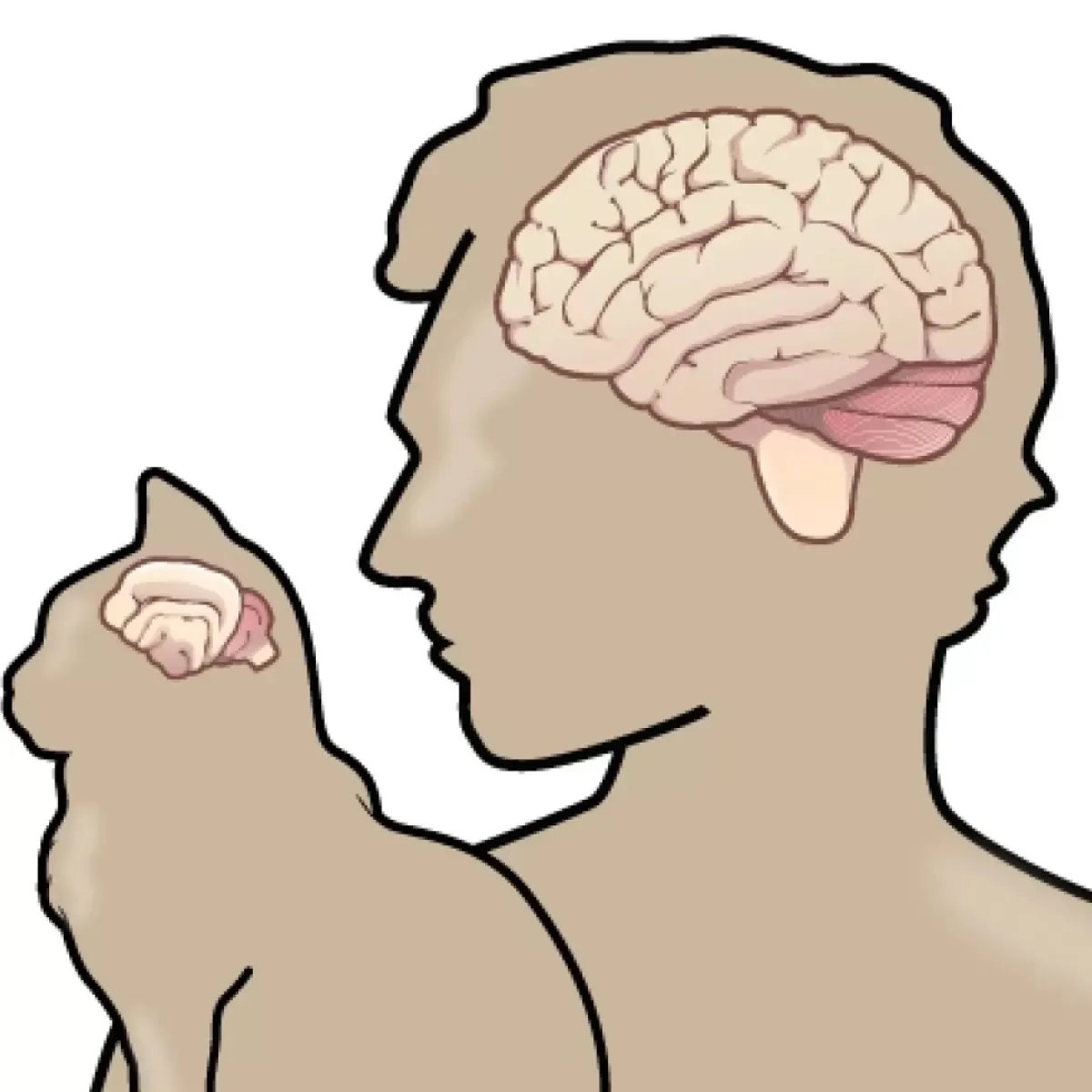 illustration showing feline cognitive dysfunction