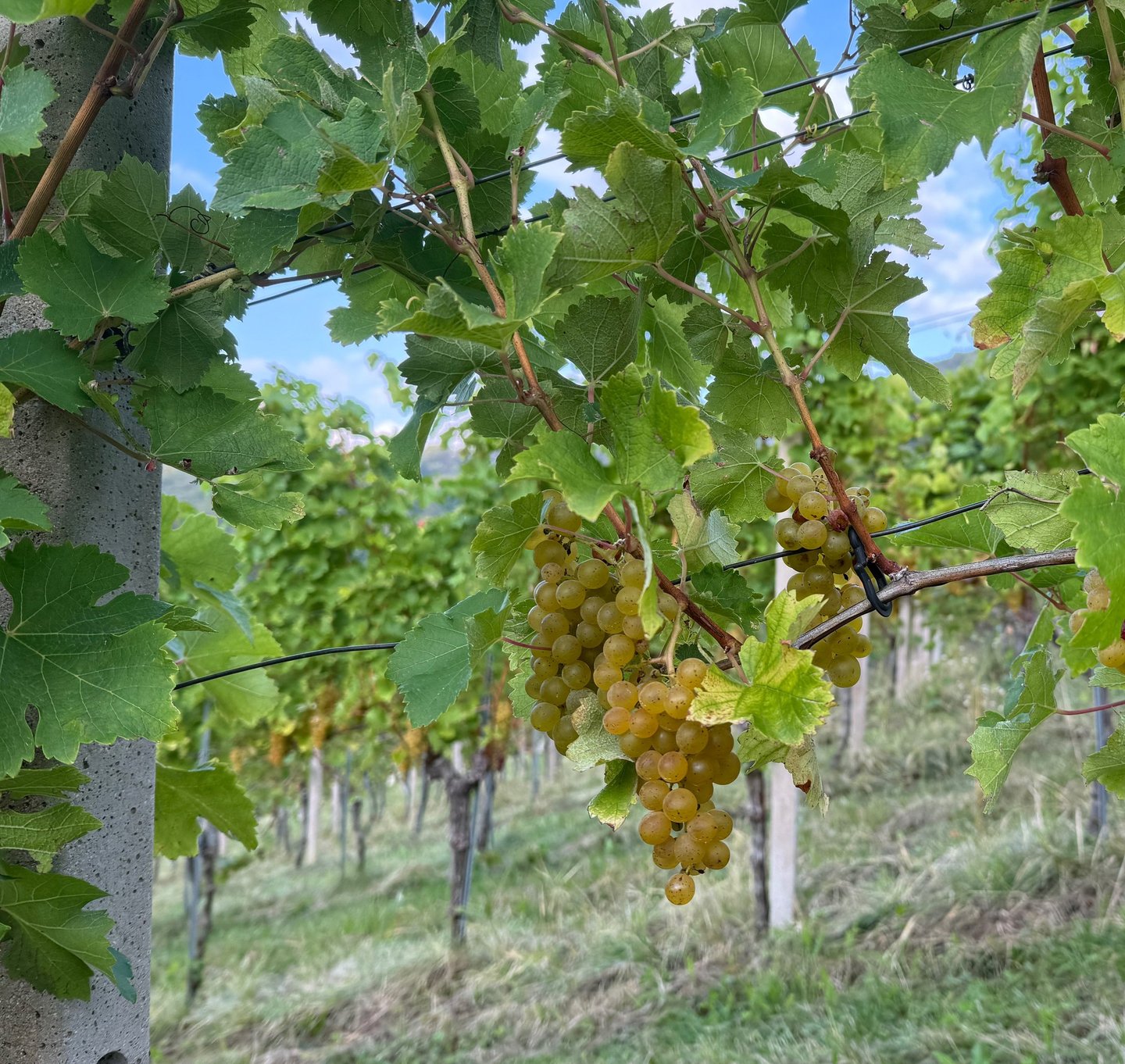 Reife Weintrauben am Stock