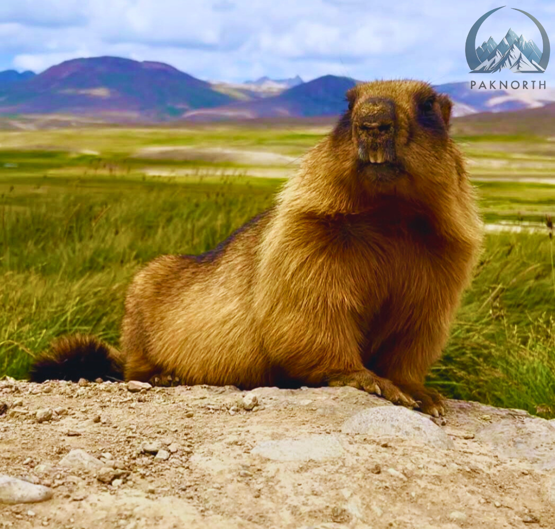Marmot at deosai national park 