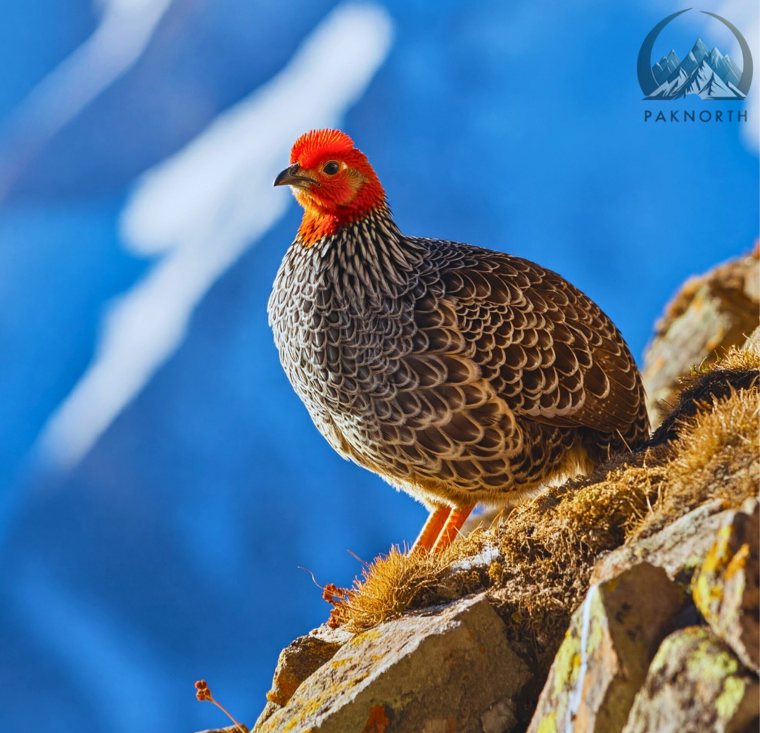 Snowcock at deosai national park 