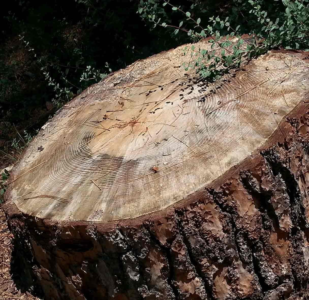 tree removal essex