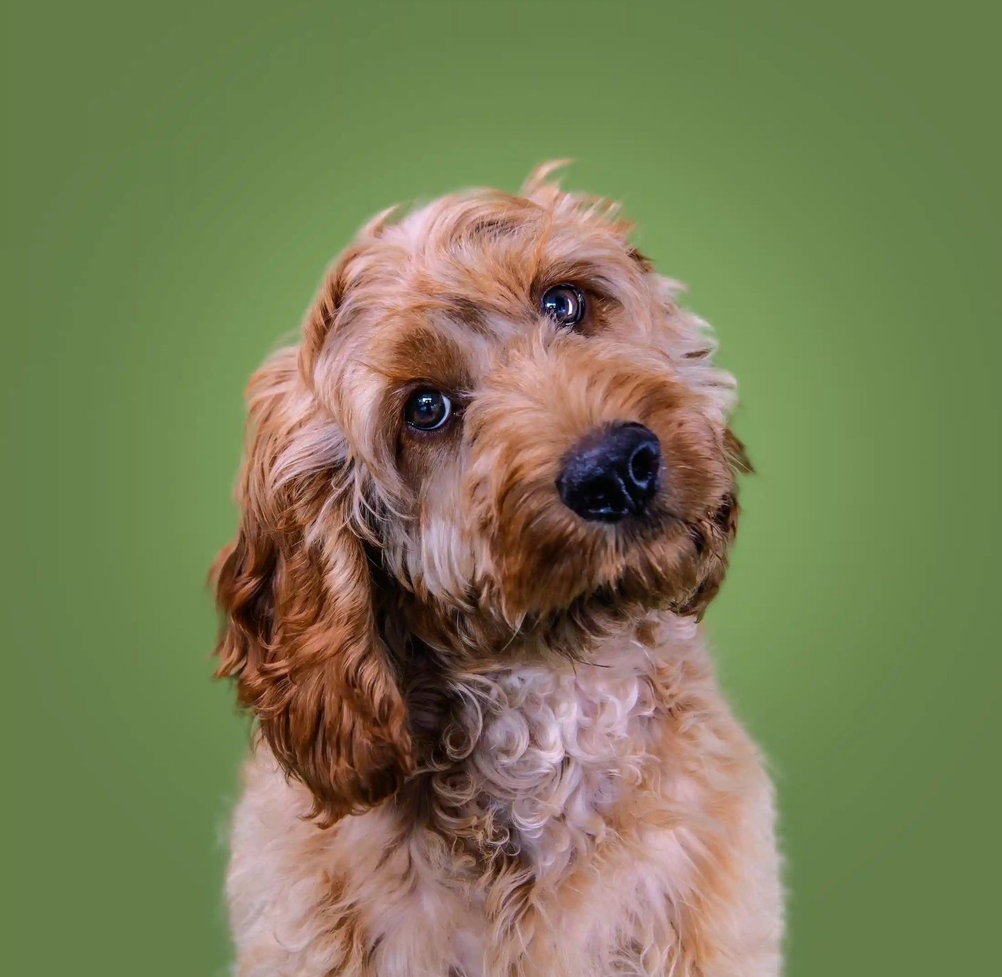 london pet photographer