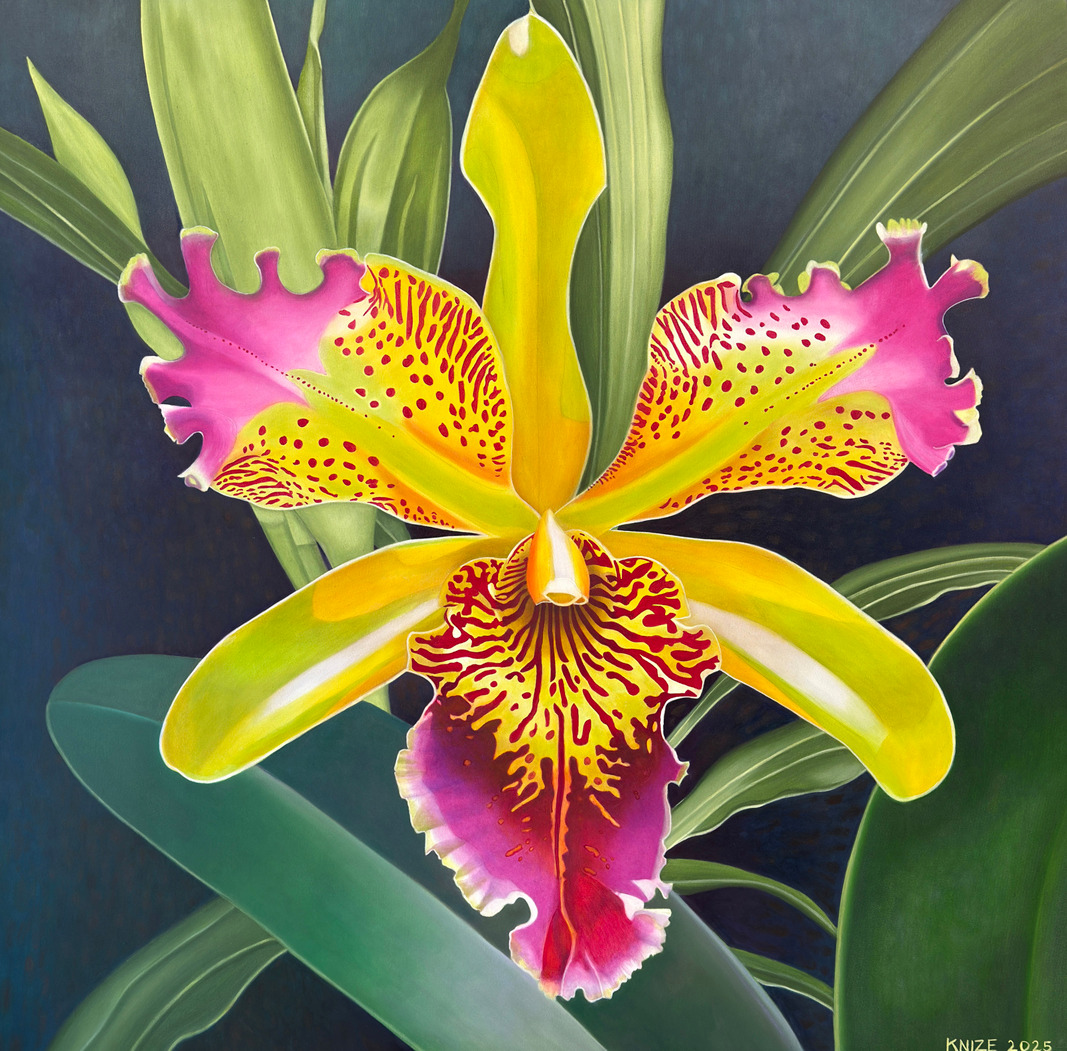 Monumental orchid oil painting by Christine Knize, MFA RISD,Orchidelirium series,fine art realism