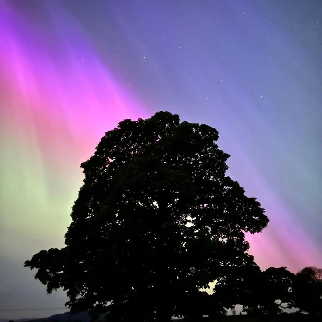 tree in the foreground of the northern lights
