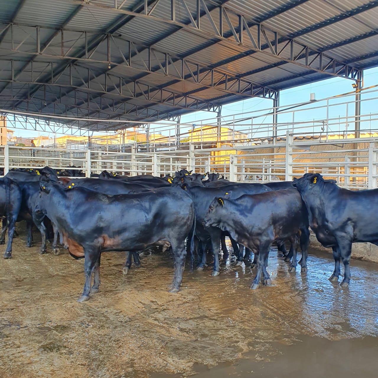 Curral com bois e vacas