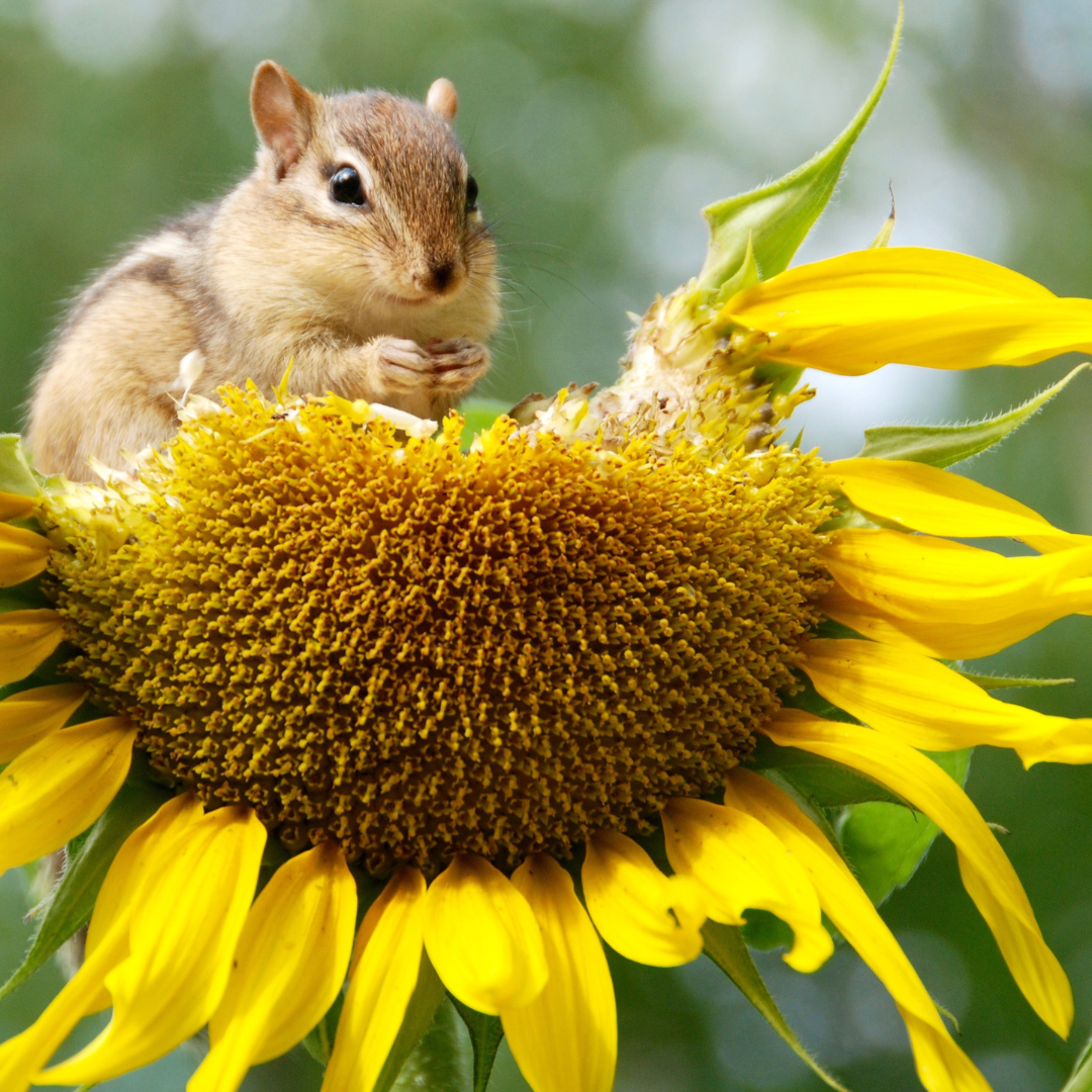 squirrel eating a sunflower.