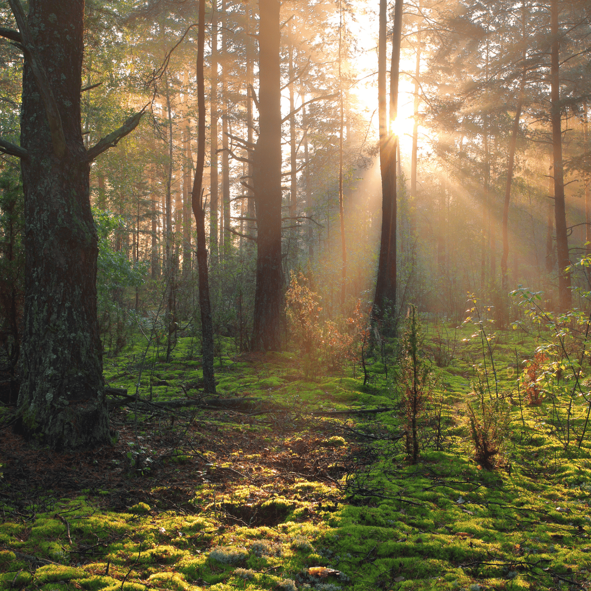 a forest scene with a sunbeamed sun shining through the trees
