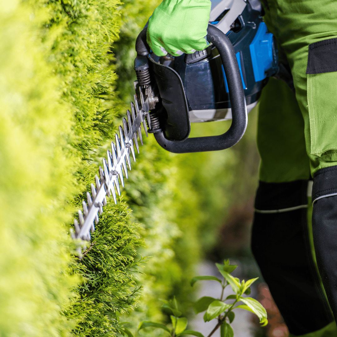 man using a hedge trimmer