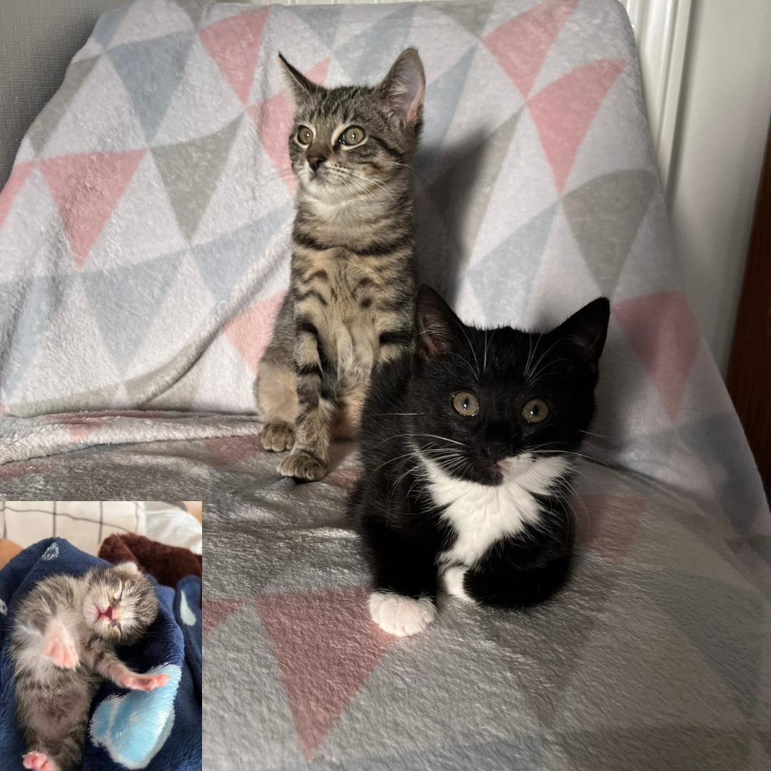 zwei junge Katzen, die auf einem Stuhl sitzen