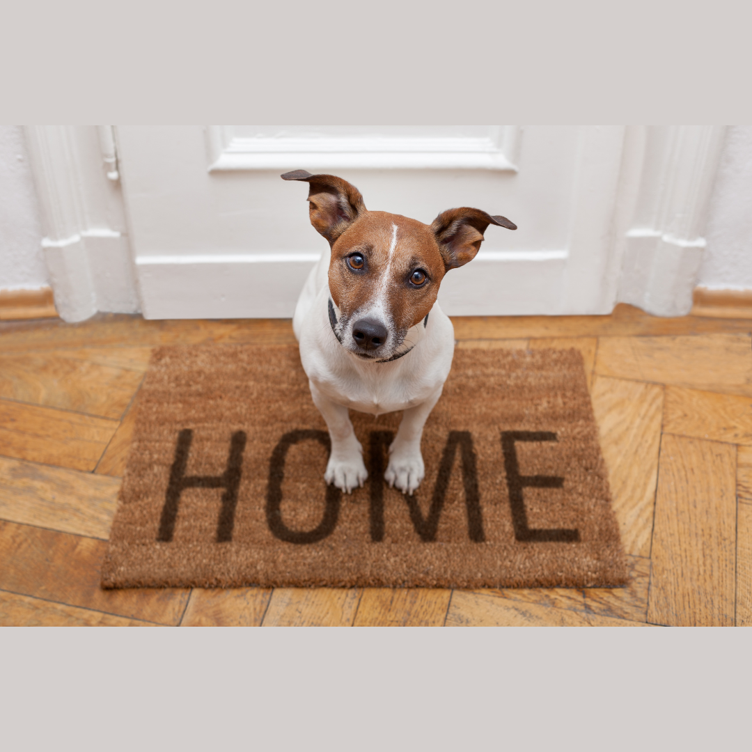Dog on a welcome mat