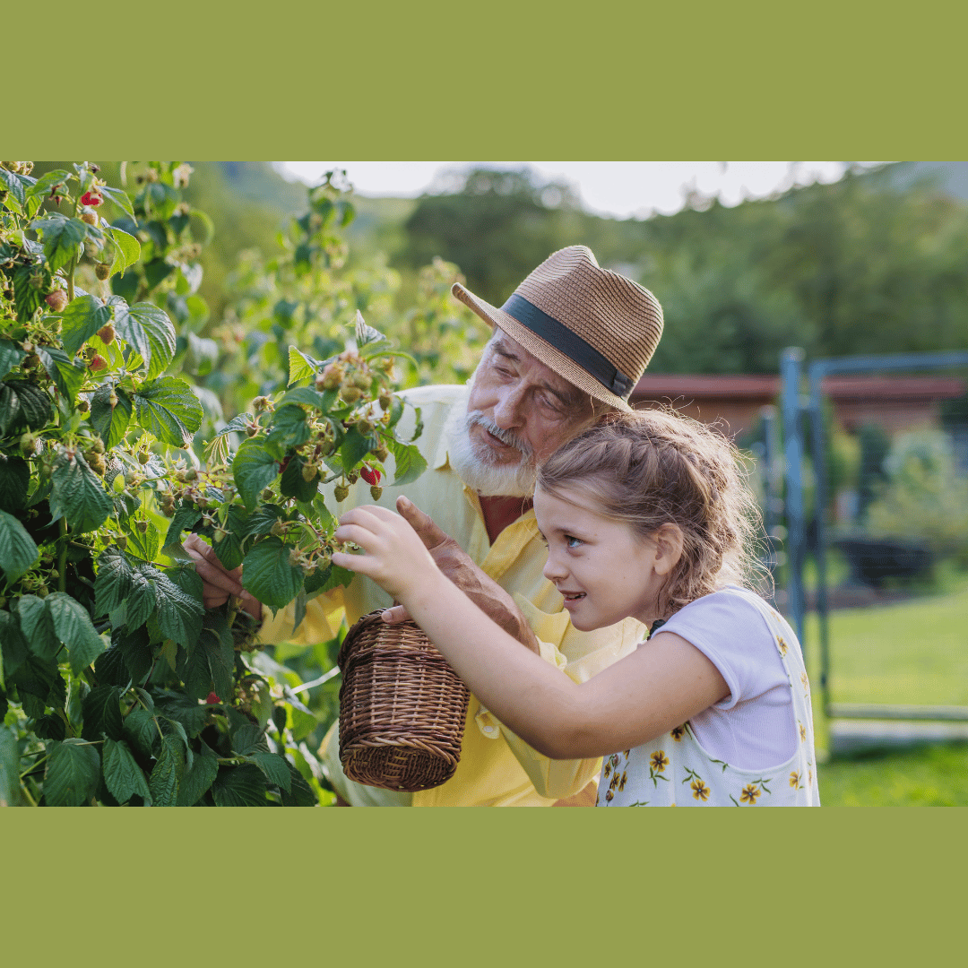 Elderly man picking raspberries with young girl