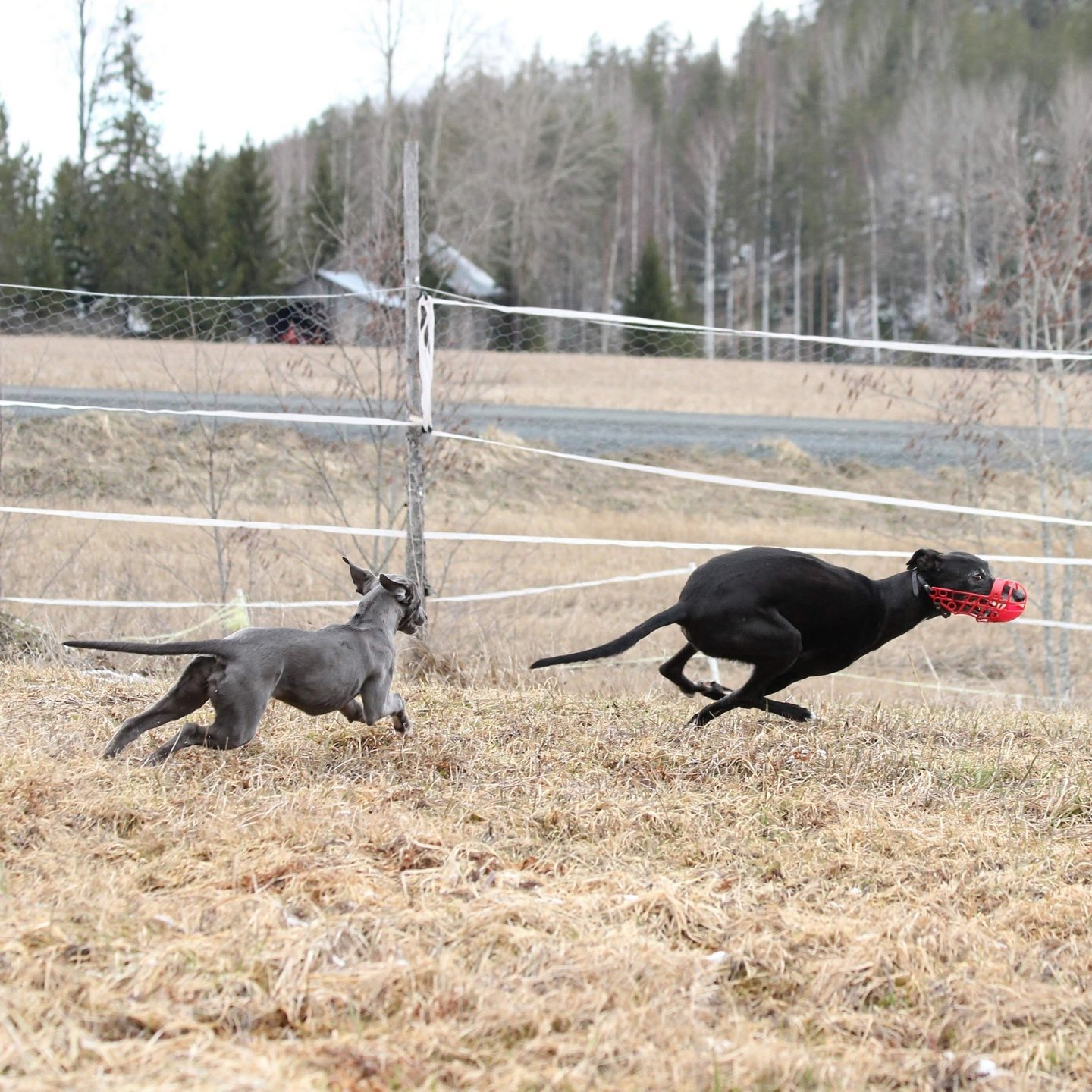 whippet juoksee