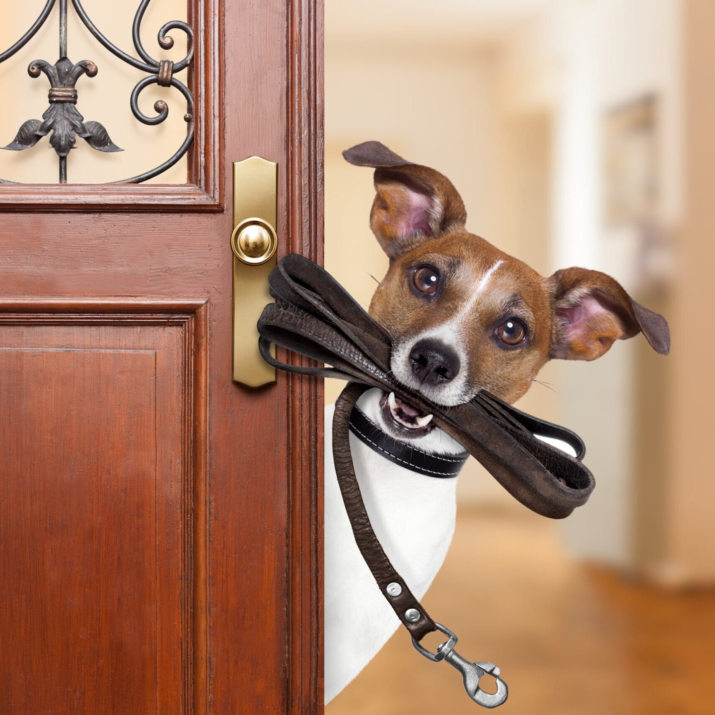 Hund mit leine guckt aus der Tpe