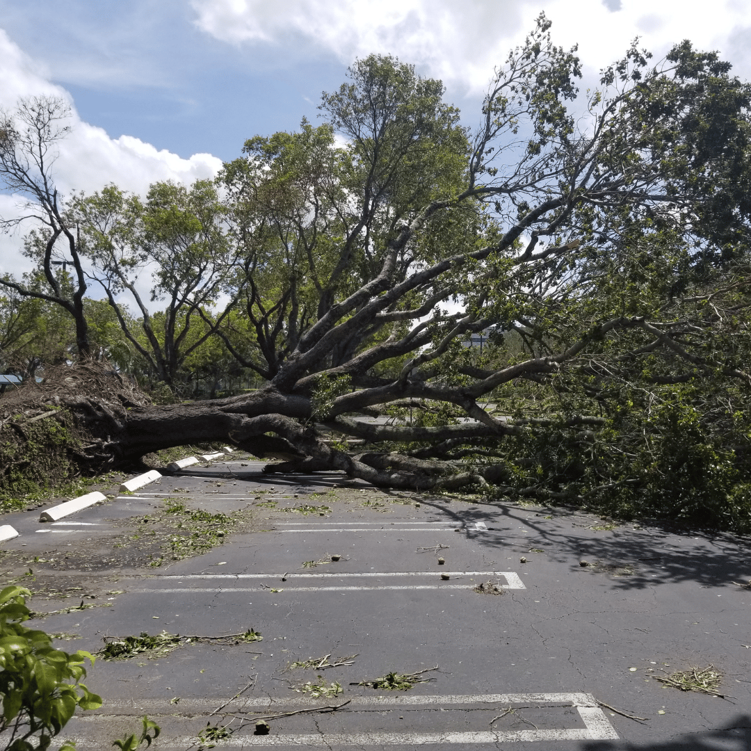 fallen tree on a road