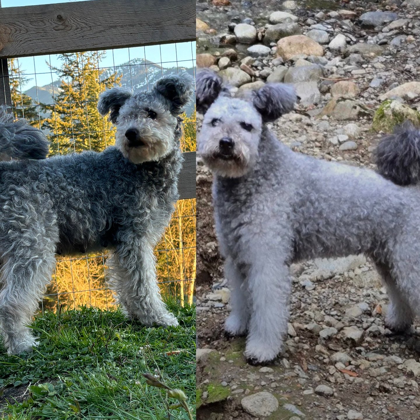 Hungarian Pumi dogs