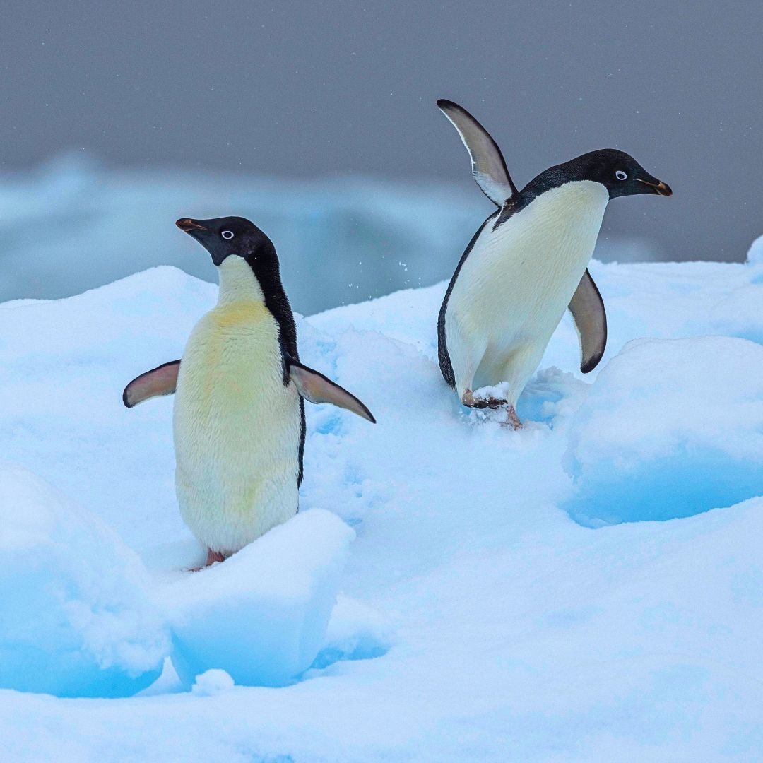 Two Adélie penguins waddling across a snowy iceberg in the cold Antarctic wilderness.