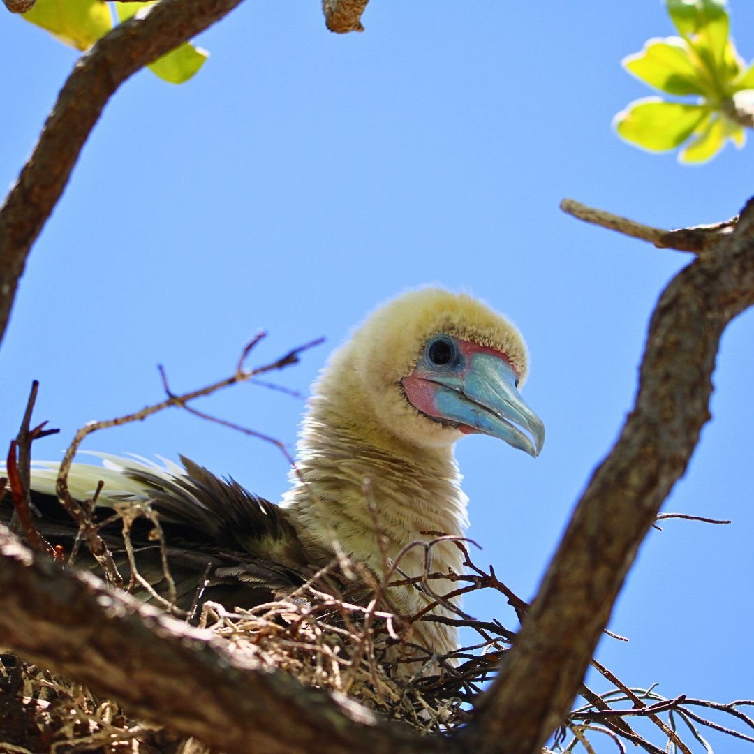 A red-footed booby with a blue beak and yellow feathers sits in its nest on a tree branch.