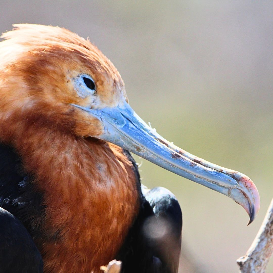 Close-up profile of a Magnificent Frigatebird with reddish-brown feathers and a long blue hooked beak.