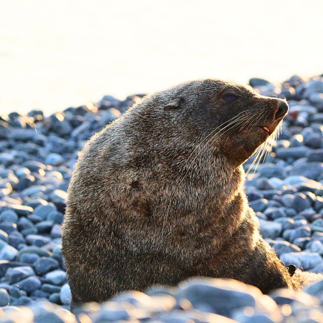 A brown fur seal rests on a grey pebble beach during sunset with golden sunlight hitting its fur.